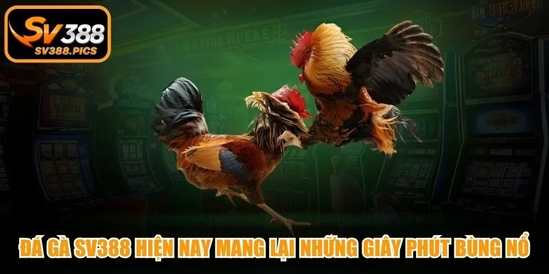 Đá gà SV388 hiện nay mang lại những giây phút bùng nổ và sôi động