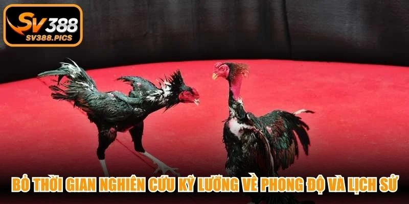 Bỏ thời gian nghiên cứu kỹ lưỡng về phong độ và lịch sử chiến kê