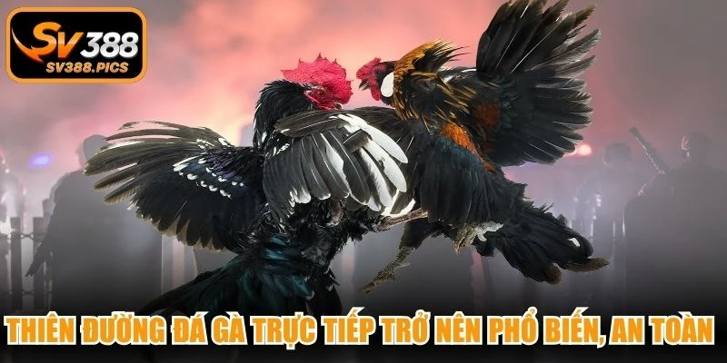 Thiên đường đá gà trực tiếp trở nên phổ biến, an toàn tuyệt đối